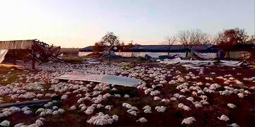 Miles de pollos muertos en una granja tras el temporal en Colón