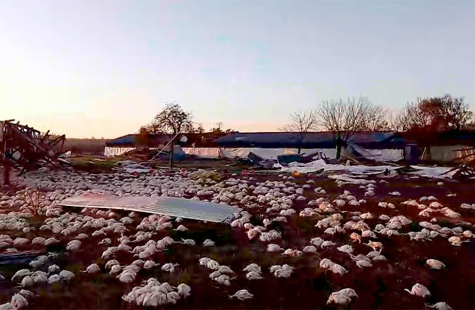 Tras el temporal hay miles de pollos muertos en una granja avícola en Colón