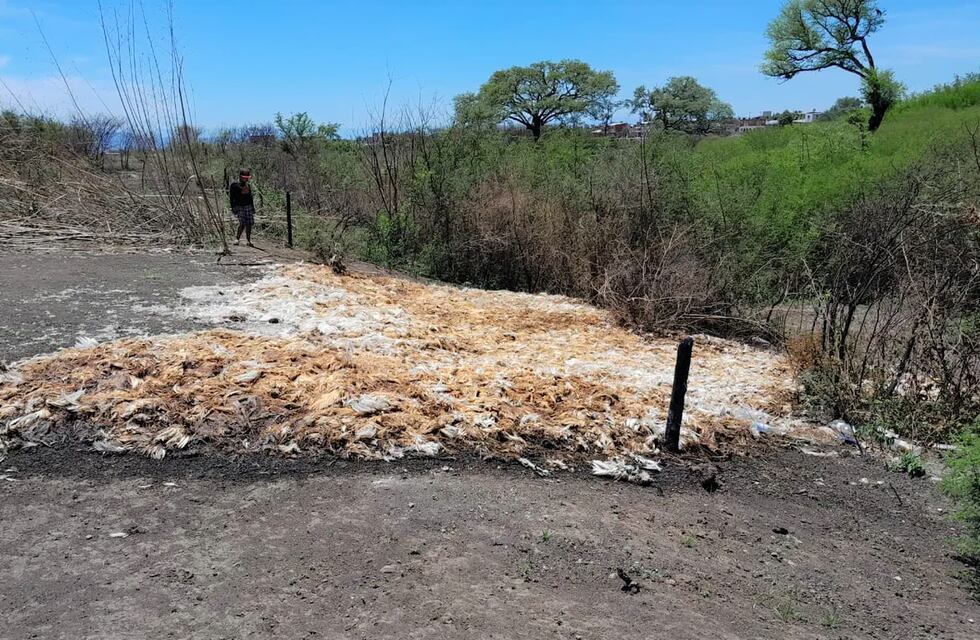 Denuncia de una vecina permitió descubrir contaminación por 3.000 pollos muertos