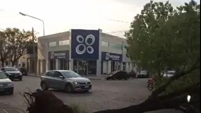 Árbol caído en pleno avenida Santa Fe