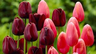 El campo es una reproducción de los campos de Trevelin, pero a pequeña escala.