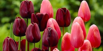 El campo es una reproducción de los campos de Trevelin, pero a pequeña escala.
