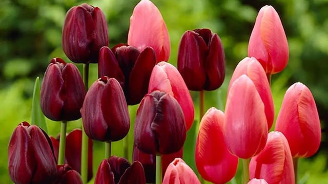 El campo es una reproducción de los campos de Trevelin, pero a pequeña escala.