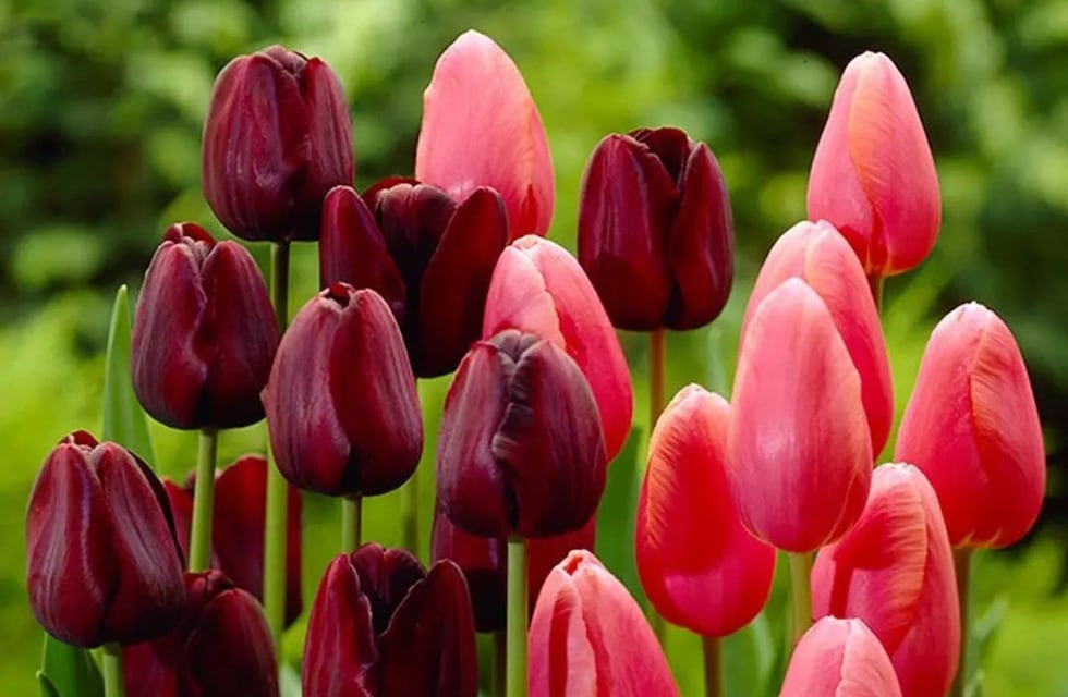 Un jardín de tulipanes en Córdoba busca recrear los campos de Trevelin en pequeña escala