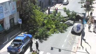 Video. La Policía de Córdoba difundió imágenes del momento exacto en que un arból se desplomó en barrio centro.