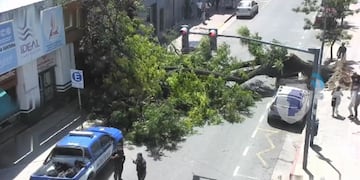 Video. La Policía de Córdoba difundió imágenes del momento exacto en que un arból se desplomó en barrio centro.