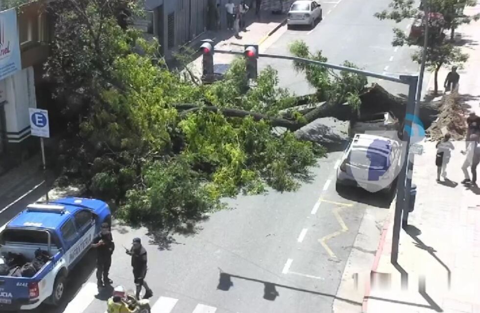 Cayó un árbol en Córdoba, dañó tres autos e hirió a una mujer: el momento del accidente