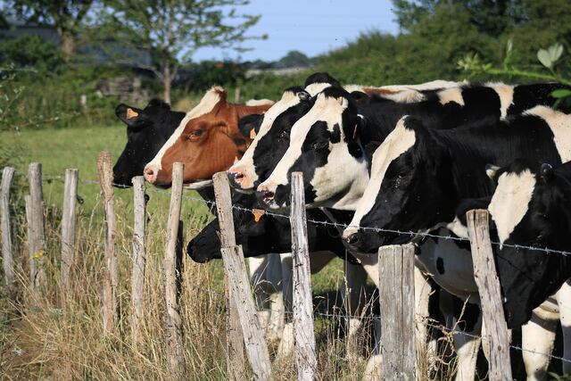 Rodeo de vacas