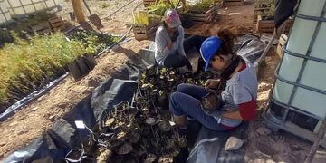 Intercambio de semillas, nueva actividad del vivero Comunitario de Montaña