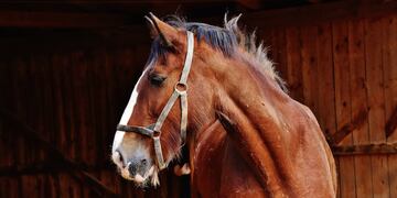 El virus se puede transmitir al humano