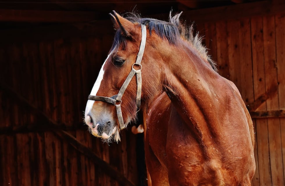 Alerta en Santa Fe por un caso de Encefalomielitis Equina: qué es y cómo afecta a los humanos