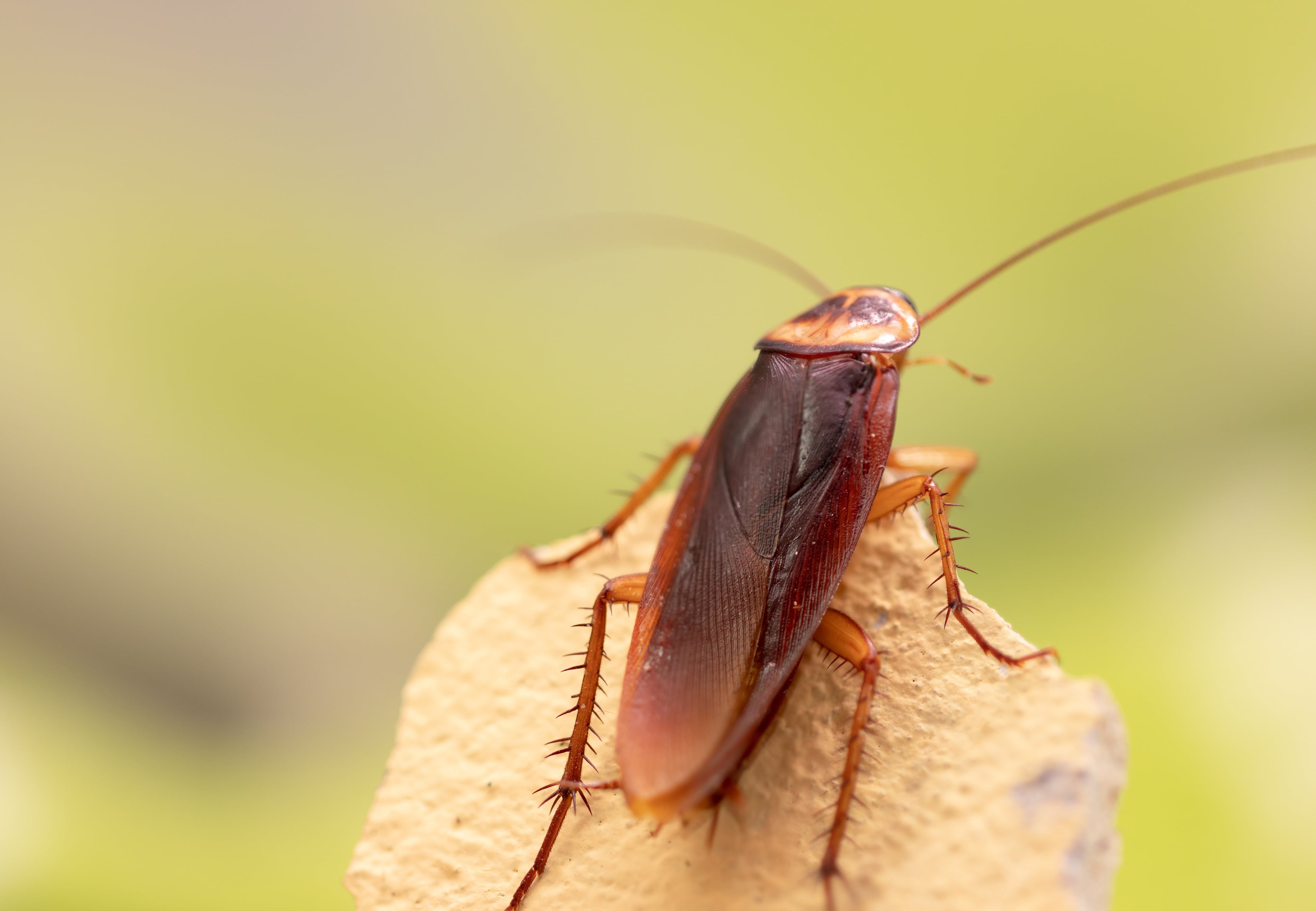 Cómo hacer que estos insectos no aparezcan en tu casa.
