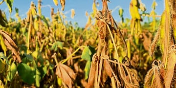 El Gobierno cerrará la exportación de productos derivados de la soja.