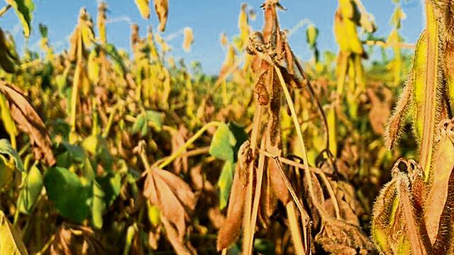 Soja. (La Voz / Archivo)