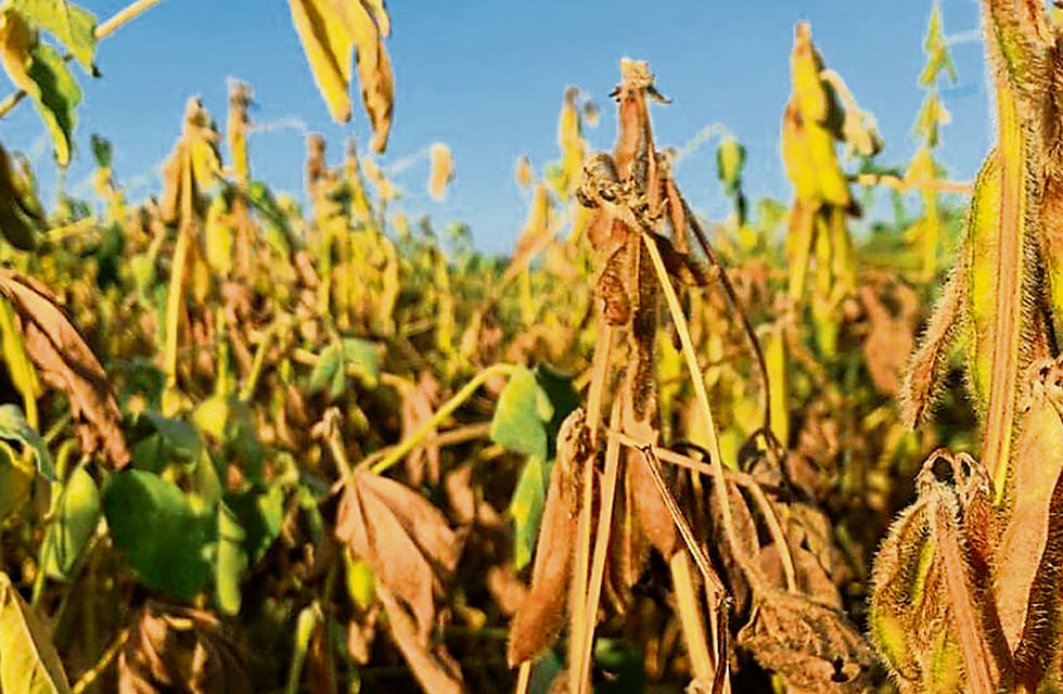 El Gobierno cerrará las exportaciones de aceite y harina de soja