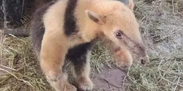 Matías Ramón, el oso melero rescatado en Mendoza, ya emprendió su nuevo viaje donde será liberado.