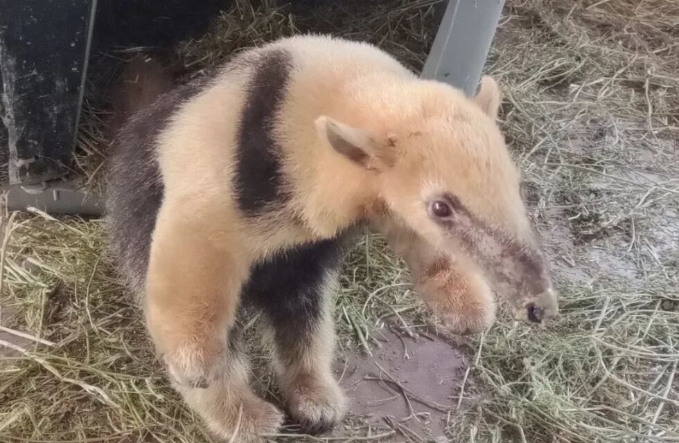 Matías Ramón, el oso melero rescatado en Mendoza está de viaje ¿hacia dónde lo llevan?