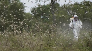 Senasa trabajó al norte de la provincia de Córdoba por la detección temprana de una plaga.
