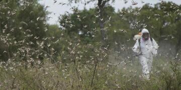 Senasa trabajó al norte de la provincia de Córdoba por la detección temprana de una plaga.