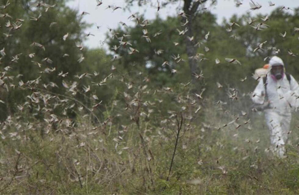 Alerta en Córdoba: detectaron una plaga de insectos al norte de la provincia