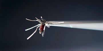 El mosquito Aedes aegypti es el principal transmisor de enfermedades como el dengue, zika y chikungunya. (AP)
