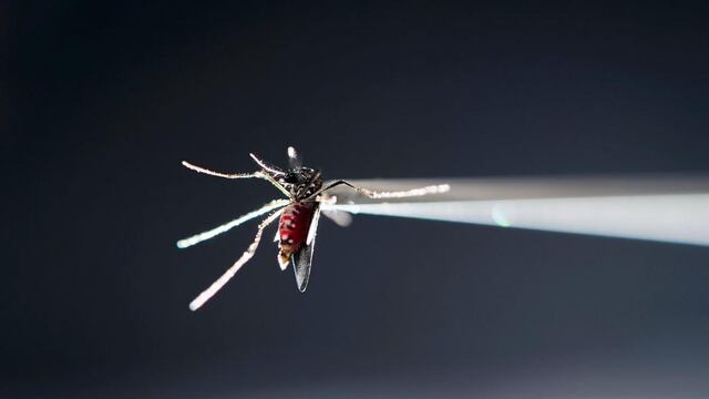 El mosquito Aedes aegypti es el principal transmisor de enfermedades como el dengue, zika y chikungunya. (AP)