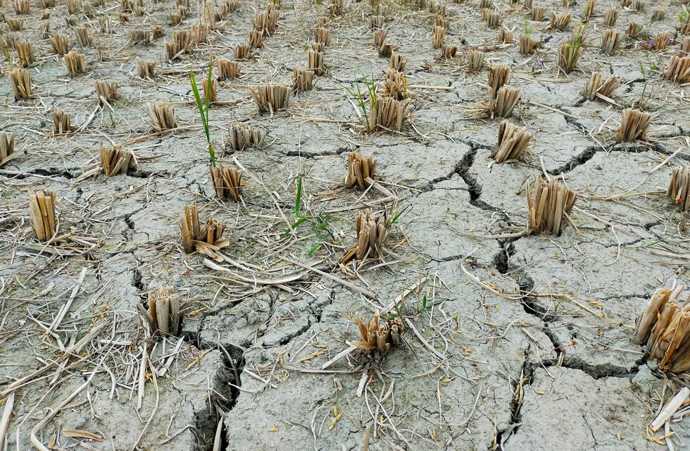 Estudian el impacto de la sequia en sistemas silvopastoriles