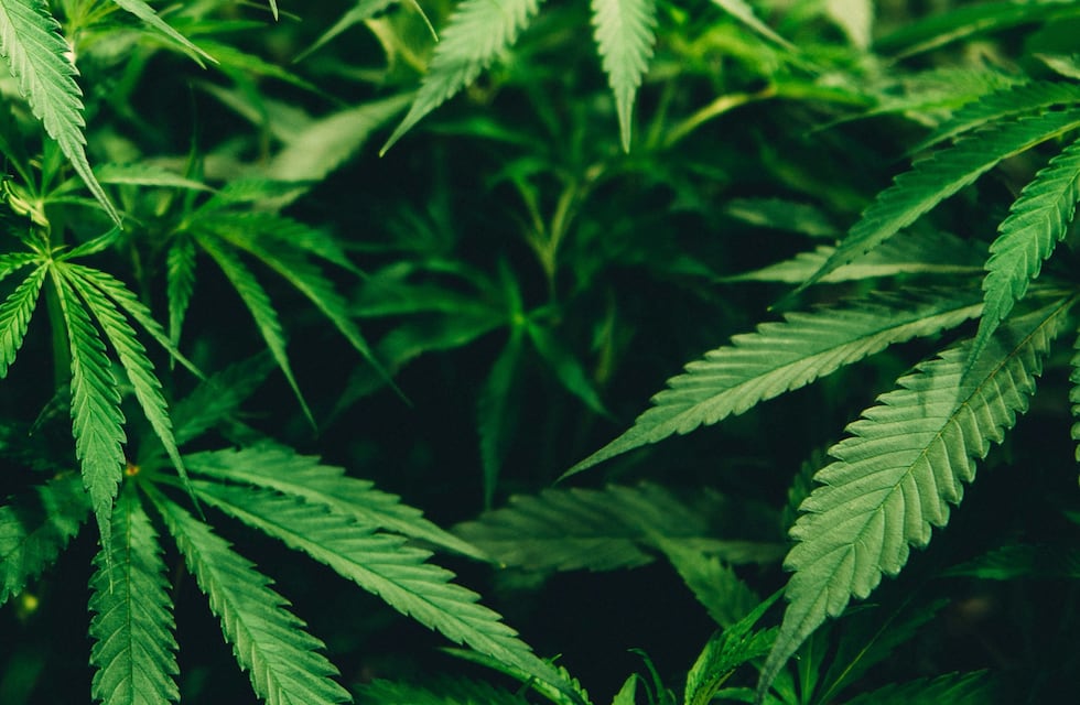 Córdoba: se peleó con el novio y le delató el vivero de marihuana que tenía en la casa