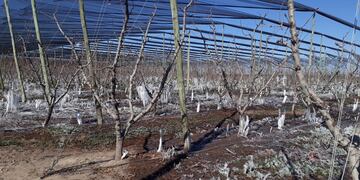 Las heladas tardías afectaron 46.000 hectáreas productivas en Mendoza. Imagen ilustrativa
