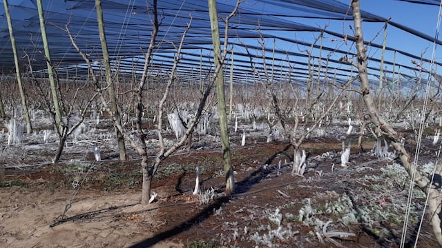 Las heladas tardías afectaron 46.000 hectáreas productivas en Mendoza. Imagen ilustrativa