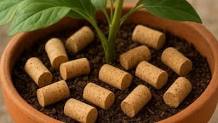 El secreto ecológico: por qué poner corchos en la tierra de tus plantas revoluciona la jardinería