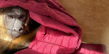 El ejemplar rescatado pertenece a la especie carayá.