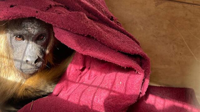 El ejemplar rescatado pertenece a la especie carayá.