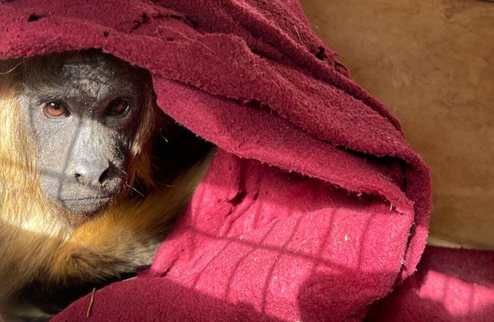 Córdoba: rescataron a una mona que vivía como mascota y la trasladaron a una reserva especializada