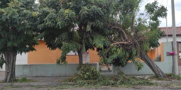 Un vecino de Belgrano al 800 denunció que la empresa que pavimentó le tiró uno de los árboles de la vereda.