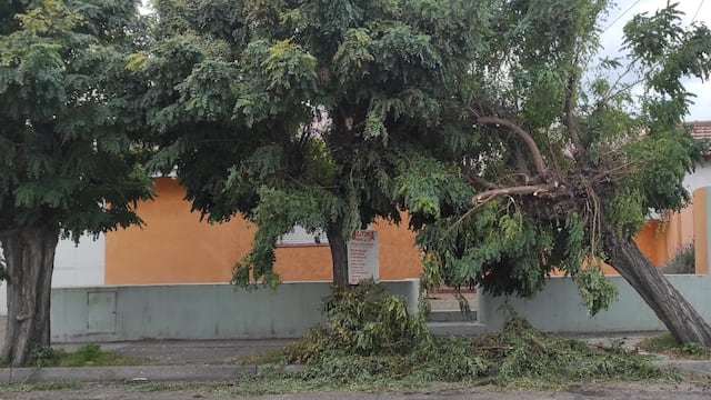 Un vecino de Belgrano al 800 denunció que la empresa que pavimentó le tiró uno de los árboles de la vereda.