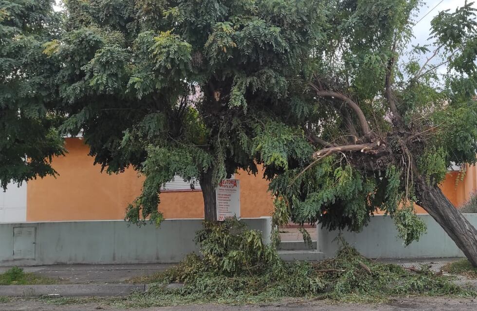 “La empresa que repavimentó me tiró un árbol. El municipio no inspecciona ni da respuestas”