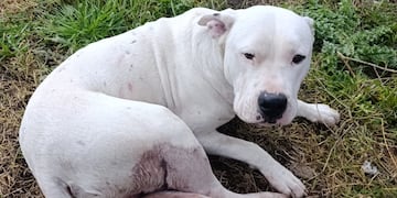 San Mayol: hirieron a un perro con un arma de fuego y el CPR actuó con celeridad para dar con el responsable