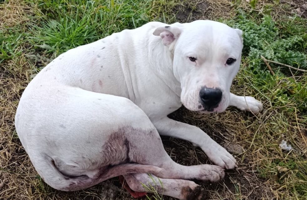 San Mayol: hirieron a un perro con un arma de fuego y el CPR actuó con celeridad para dar con el responsable