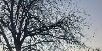 Río Gualeguaychú - Pronóstico