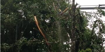 Cayó un árbol sobre la línea eléctrica debido a la tormentas