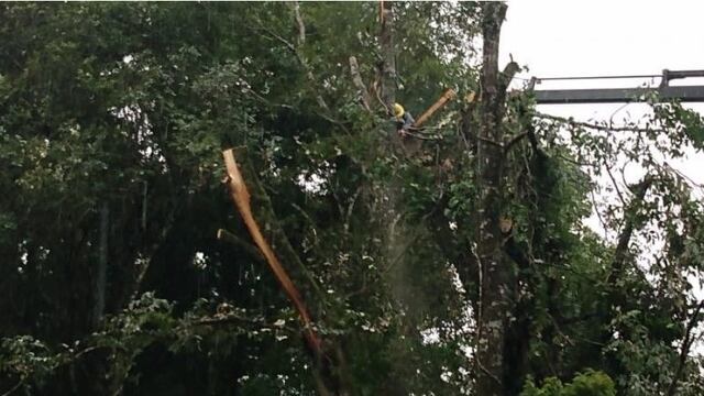 Cayó un árbol sobre la línea eléctrica debido a la tormentas