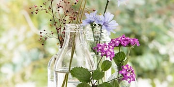 Cuál es la planta que tiene flores aromáticas y crece en cualquier frasco