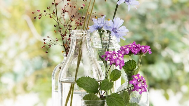 Cuál es la planta que tiene flores aromáticas y crece en cualquier frasco