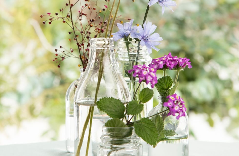 Cuál es la planta que tiene flores aromáticas y crece en cualquier frasco