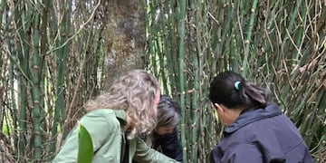 Eldorado evalúa incorporar especies de bambú no invasoras para mejorar espacios públicos.