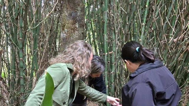 Eldorado evalúa incorporar especies de bambú no invasoras para mejorar espacios públicos.