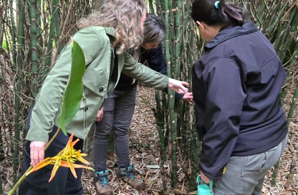 Eldorado evalúa incorporar especies de bambú no invasoras para mejorar espacios públicos