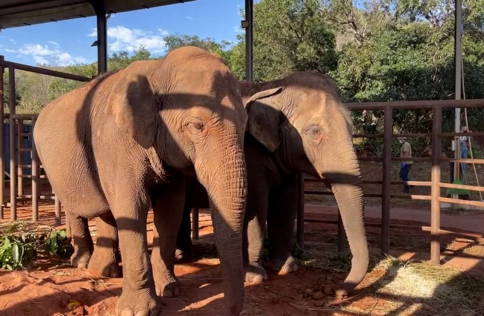 La nueva vida de Pocha y Guillermina: éste es el espacio destinado para elefantes