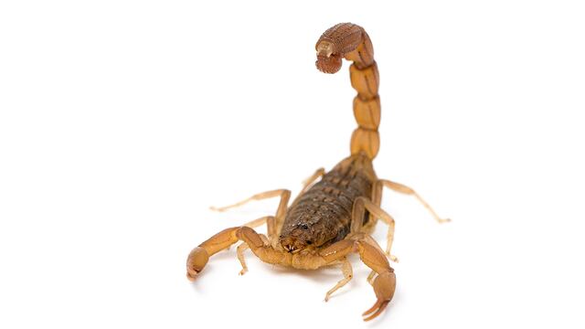 Premura. Frente a la picadura de un alacrán, es fundamental la rapidez de la consulta.